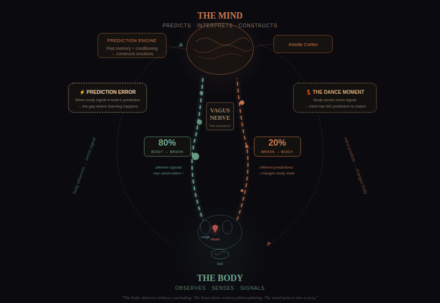 Vagus Nerve Body-Brain Feedback Loop Diagram — showing 80% afferent signals from body to brain and 20% efferent predictions from brain to body, with the vagus nerve as the central highway